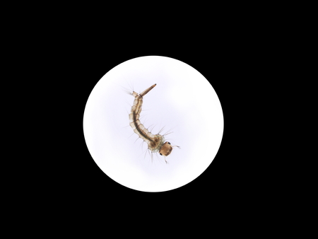 mosquito's larva in water on white backgroundの写真素材