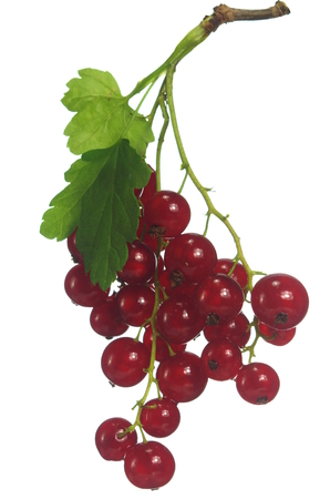 appetizing fresh red currants on white background