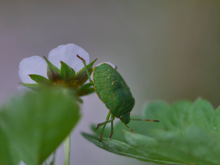 green shield bug ( palomena prasina ) insect on leafの写真素材