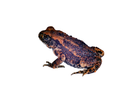 sitting brown toad on white backgroundの写真素材