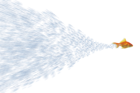 gold fish and water on white backgroundの写真素材