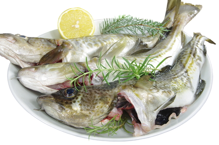 fresh cod fishes on a white plate