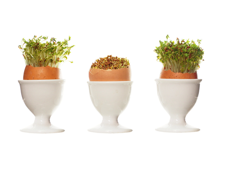 growing cress in eggshell on white backgroundの写真素材