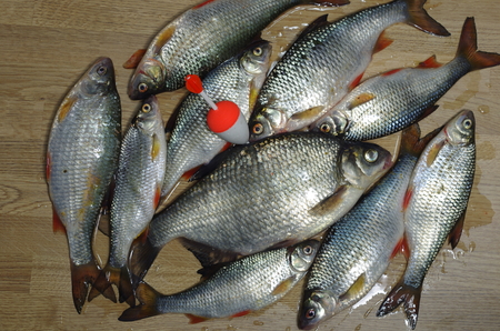 fresh fishes on wooden board background