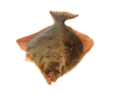 big fish flounder on white background