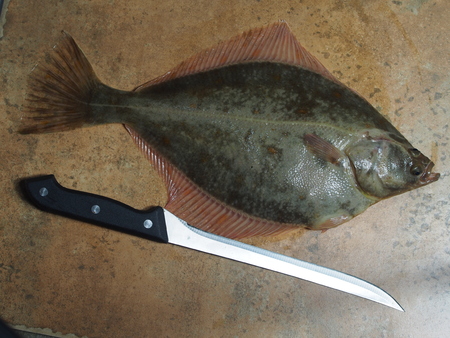big fish flounder on stone