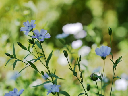 the plant of flax with blue flowerの写真素材