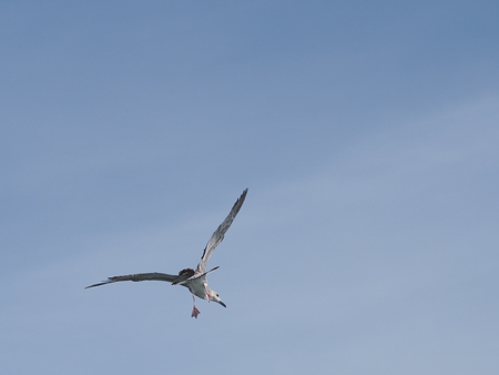 flying sea gull on background of sky