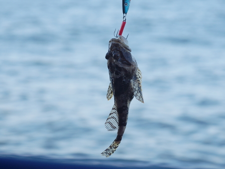 sea fish lophius piscatorius on fishing rod