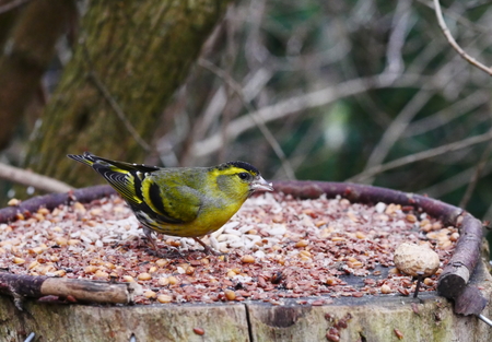 bird siskin  on forest backgroundの写真素材