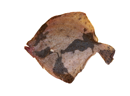 scophthalmus maximus in top on white backgroundの写真素材