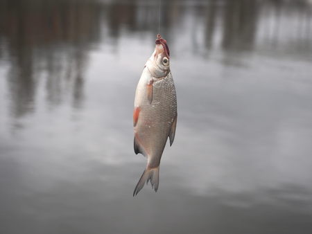 bream on fishing-rod on background of waterの写真素材