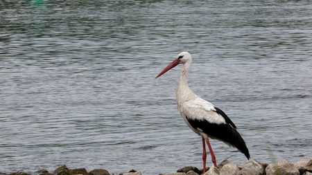 bird stork  ciconia  ciconia on river backgroundの写真素材