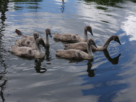swan family on waterの写真素材