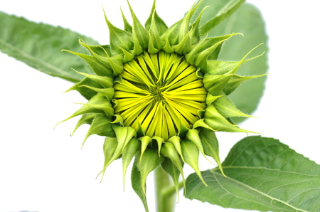 growing sunflower on white backgroundの写真素材