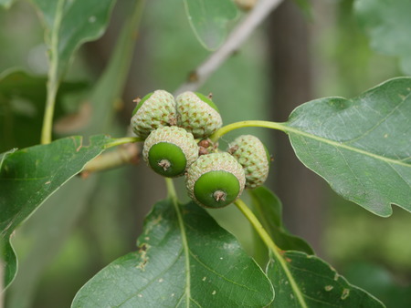 oak leaf and acornの写真素材