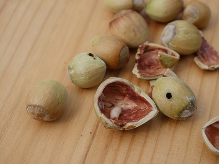 larva curculio nucum in hazelnutの写真素材