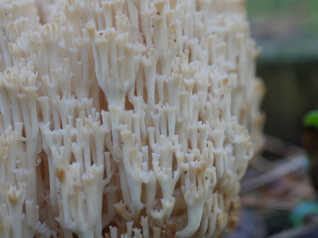 coral fungus in the forest clavicorona pyxidataの写真素材