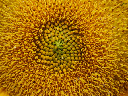 yellow sunflower close upの写真素材