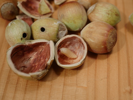 larva curculio nucum in hazelnutの写真素材