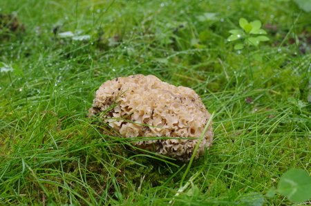 cauliflower mushroom sparassis crispa on grass backgroundの写真素材
