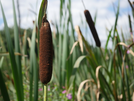 plant calamus  on forest backgroundの写真素材