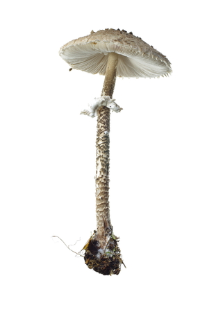 parasol mushroom  isolated on white backgroundの写真素材