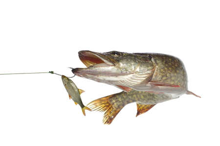 long pike and roach on white backgroundの写真素材