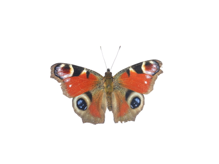 colorful butterfly on white backgroundの写真素材