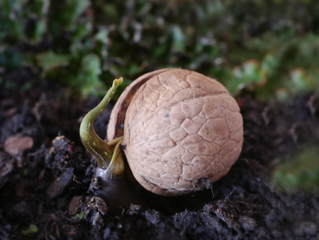 germinated walnut with root on soil backgroundの写真素材