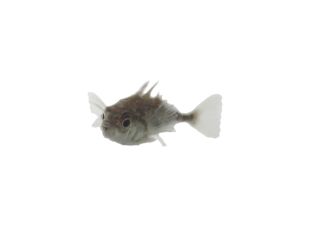 little  stickleback on white background