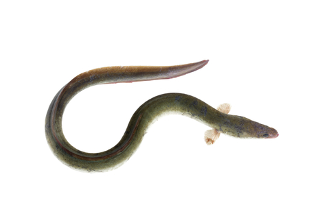 long eel on white background