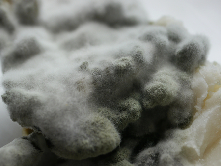 fragment of not fresh mouldy foodの写真素材