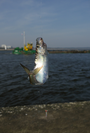 herring fish on fishing hook on water background