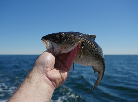 cod fish in hand on sea backgroundの写真素材