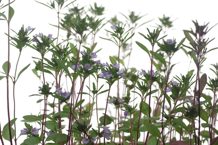 thyme plant with flowers on white background thymus vulgarisの写真素材