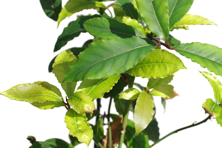 fresh  laurel plant  isolated on white backrgoundの写真素材
