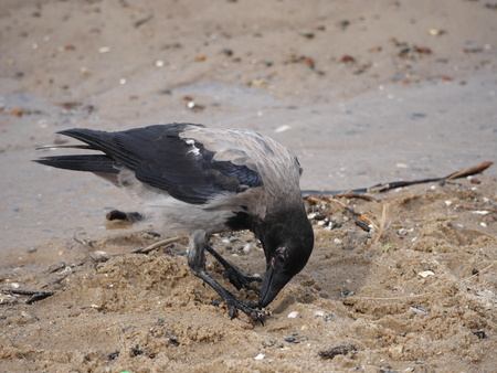 a crow on a background of sand and waterの写真素材