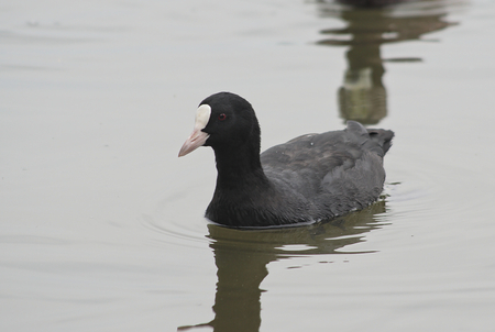 wild bird fulica atra on lake backgroundの写真素材