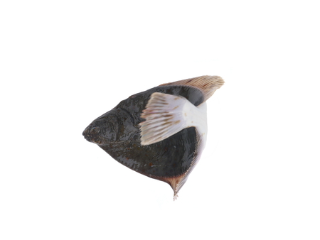 flounder on a white backgroundの写真素材