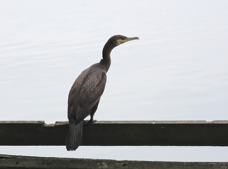 cormorant on a wooden board against a background of waterの写真素材