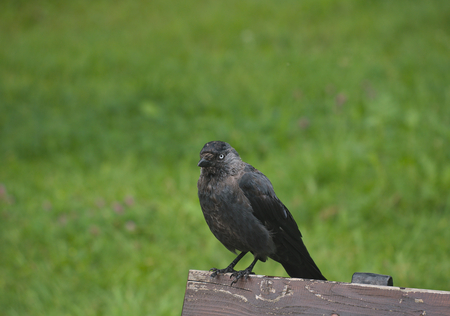 jack on the city square corvus monedulaの写真素材