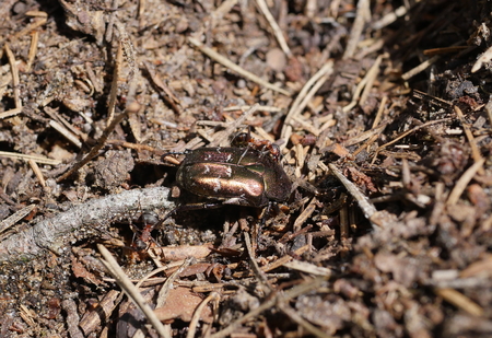 ants pulling a beetle to an antの写真素材