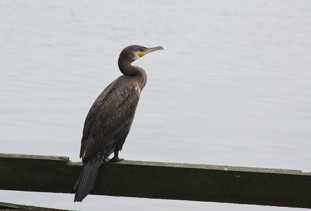 cormorant on a wooden board against a background of waterの写真素材