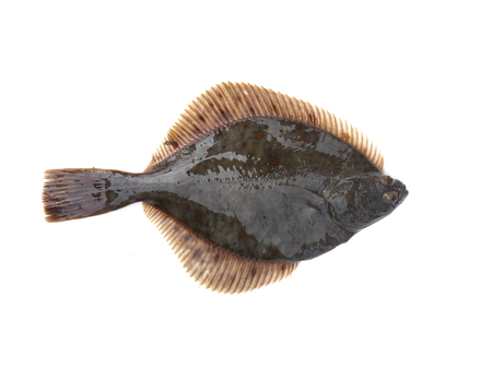 flounder on a white background