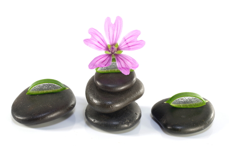 leaves of aloe with stones and flower  on white backgroundの写真素材