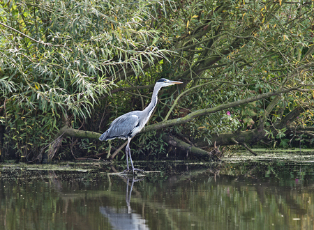 bird heron (Ardea herodias) on forest backgroundの写真素材