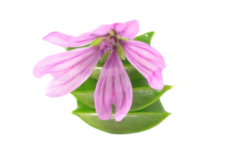 leaves of aloe with  flower  on white backgroundの写真素材
