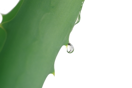 leaves of aloe on a white backgroundの写真素材