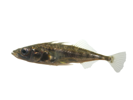 little  stickleback on white backgroundの写真素材